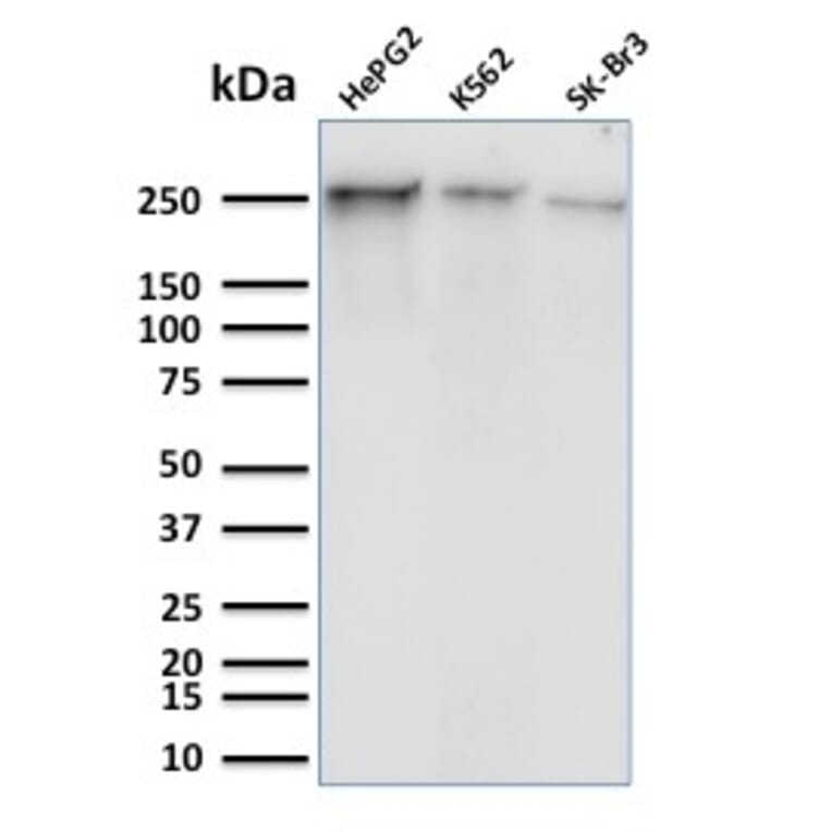 Western Blot - Anti-RNA Polymerase II CTD repeat YSPTSPS (phospho Ser5) Antibody [CTD 8A7] (A251056) - Antibodies.com
