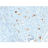 Immunohistochemistry - Anti-Calprotectin Antibody [CPT/1028] (A254335) - Antibodies.com