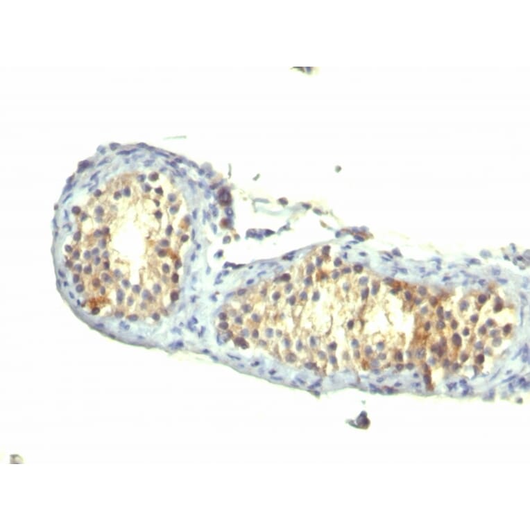 Immunohistochemistry - Anti-TGF alpha Antibody [1E8-G6] (A251064) - Antibodies.com