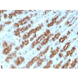 Immunohistochemistry - Anti-TNF alpha Antibody [TNFA/1172] (A251069) - Antibodies.com
