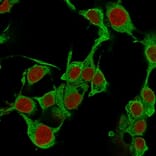 Immunofluorescence - Anti-TNF alpha Antibody [TNFA/1172] (A251069) - Antibodies.com
