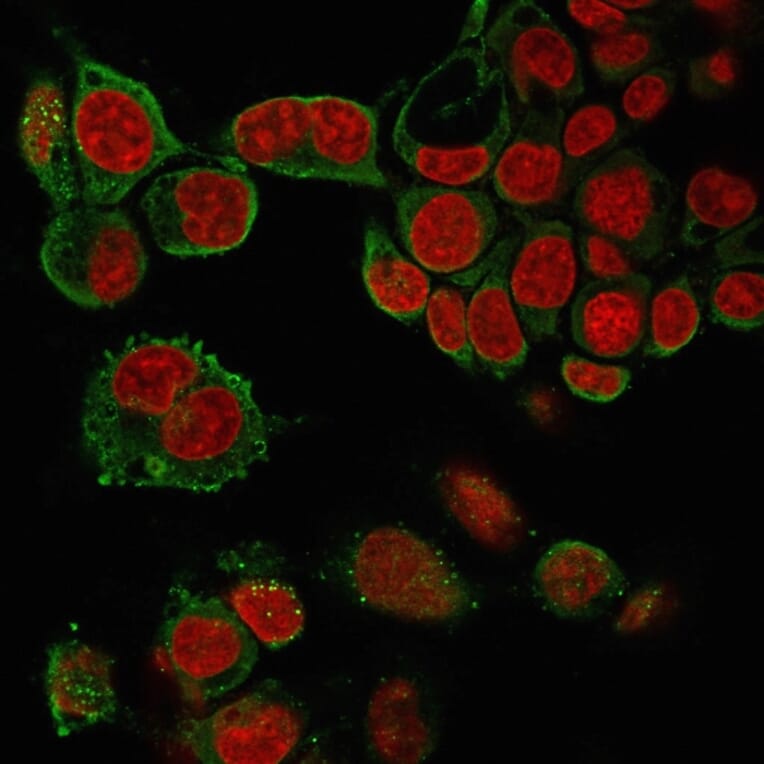 Immunofluorescence - Anti-TNF alpha Antibody [4C6-H8] (A251069) - Antibodies.com