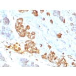 Immunohistochemistry - Anti-TNF alpha Antibody [P/T2] (A251072) - Antibodies.com