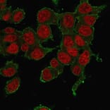 Immunofluorescence - Anti-TNF alpha Antibody [P/T2] (A251071) - Antibodies.com