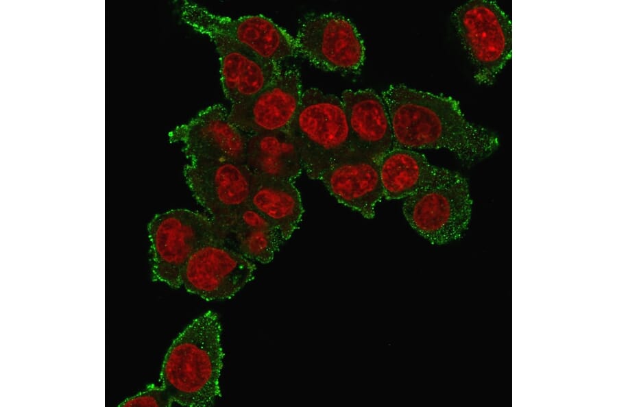 Immunofluorescence - Anti-TNF alpha Antibody [TNF706] (A251072) - Antibodies.com