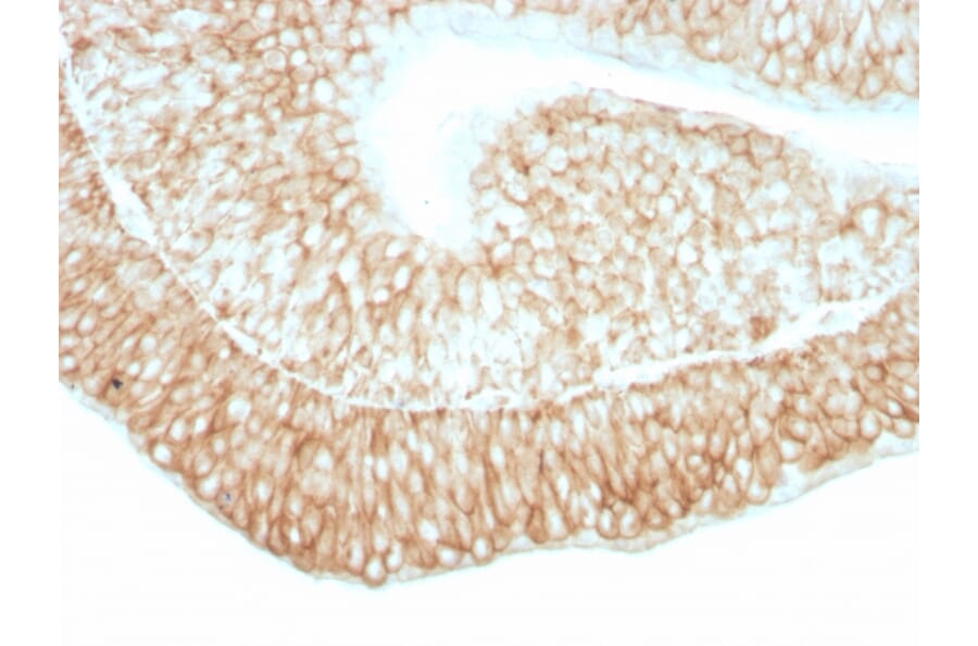 Immunohistochemistry - Anti-CD59 Antibody [193-27] (A251079) - Antibodies.com