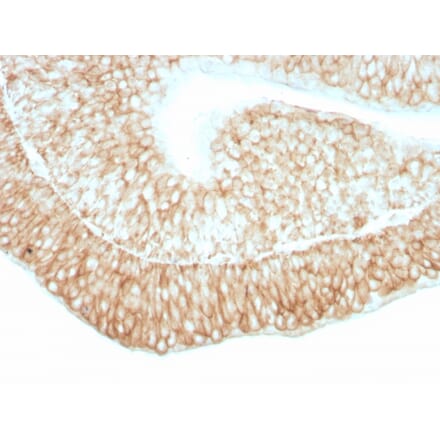 Immunohistochemistry - Anti-CD59 Antibody [193-27] (A251079) - Antibodies.com