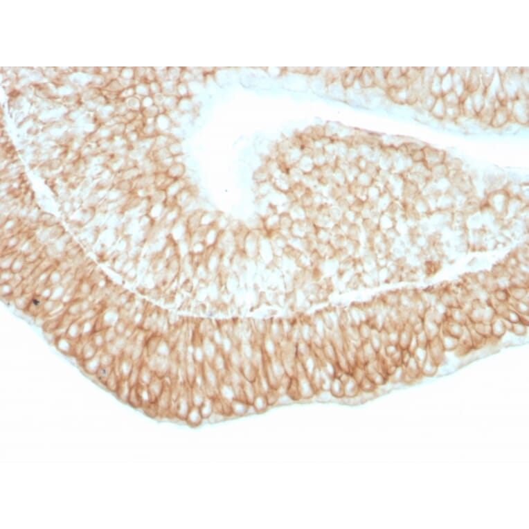 Immunohistochemistry - Anti-CD59 Antibody [193-27] (A251079) - Antibodies.com