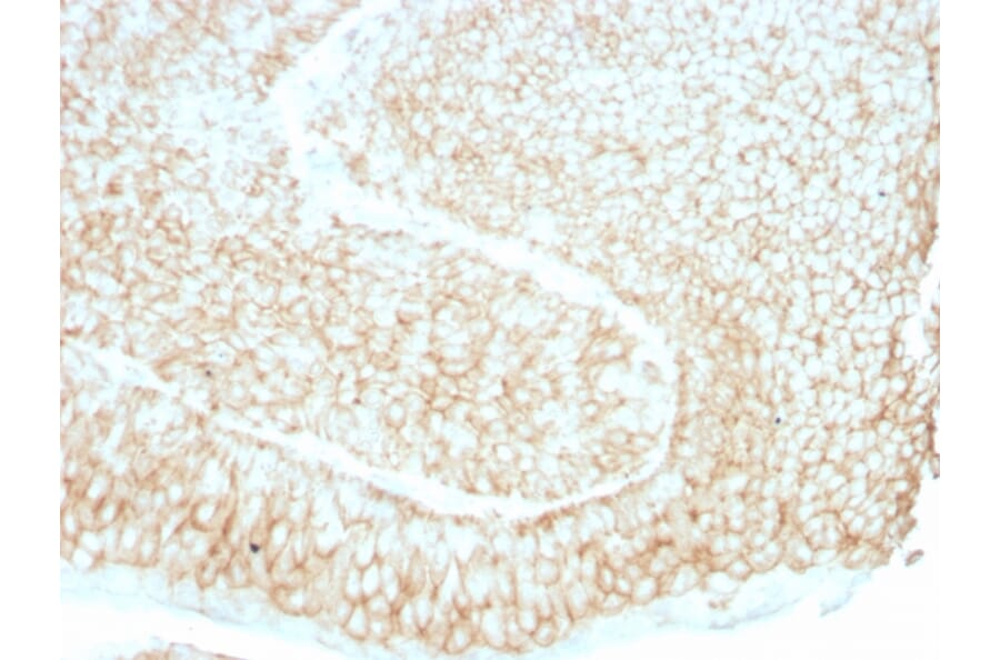Immunohistochemistry - Anti-CD59 Antibody [193-27] (A251077) - Antibodies.com