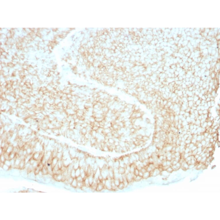 Immunohistochemistry - Anti-CD59 Antibody [193-27] (A251077) - Antibodies.com