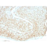 Immunohistochemistry - Anti-CD59 Antibody [193-27] (A251077) - Antibodies.com