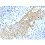 Immunohistochemistry - Anti-CD59 Antibody [MACIF/1193] (A251079) - Antibodies.com