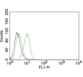 Flow Cytometry - Anti-p27 KIP 1 Antibody [SX53G8] (CF® 488) (A251098) - Antibodies.com