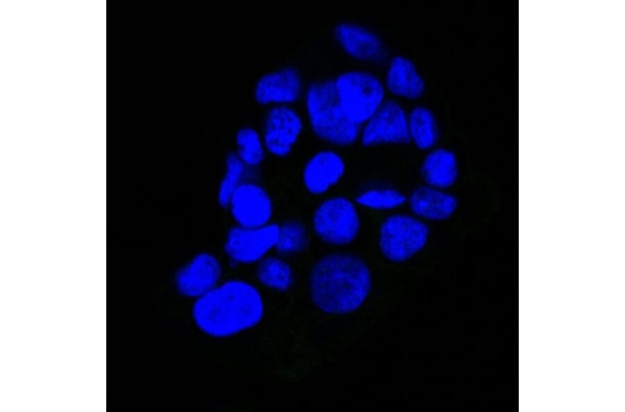 Immunofluorescence - Anti-EGFR Antibody [GFR450] (CF® 488) (A251126) - Antibodies.com