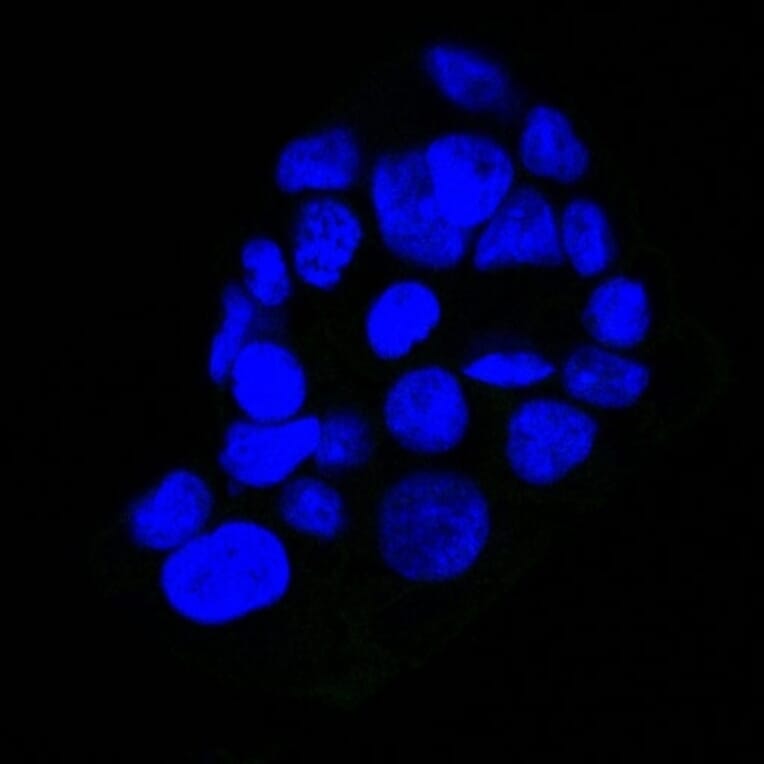 Immunofluorescence - Anti-EGFR Antibody [GFR450] (CF® 488) (A251126) - Antibodies.com