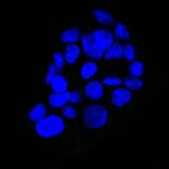 Immunofluorescence - Anti-EGFR Antibody [GFR450] (CF® 488) (A251126) - Antibodies.com