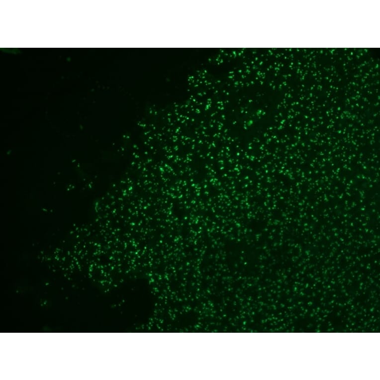 Immunohistochemistry - Anti-Nucleolin Antibody [NCL/902] (CF® 488) (A251141) - Antibodies.com