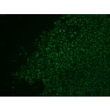 Immunohistochemistry - Anti-Nucleolin Antibody [NCL/902] (CF® 488) (A251141) - Antibodies.com