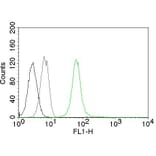 Flow Cytometry - Anti-Vimentin Antibody [VM452] (CF® 488) (A251155) - Antibodies.com