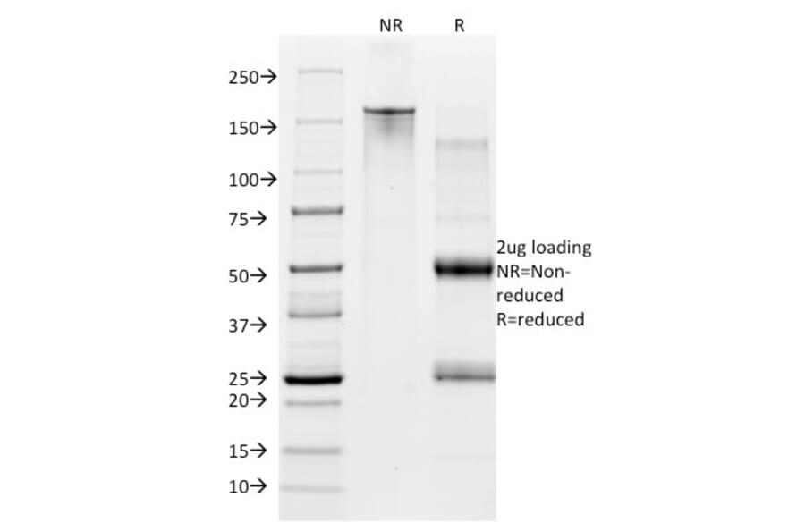 SDS-PAGE - Anti-CD28 Antibody [CB28] (PE) (A251156) - Antibodies.com