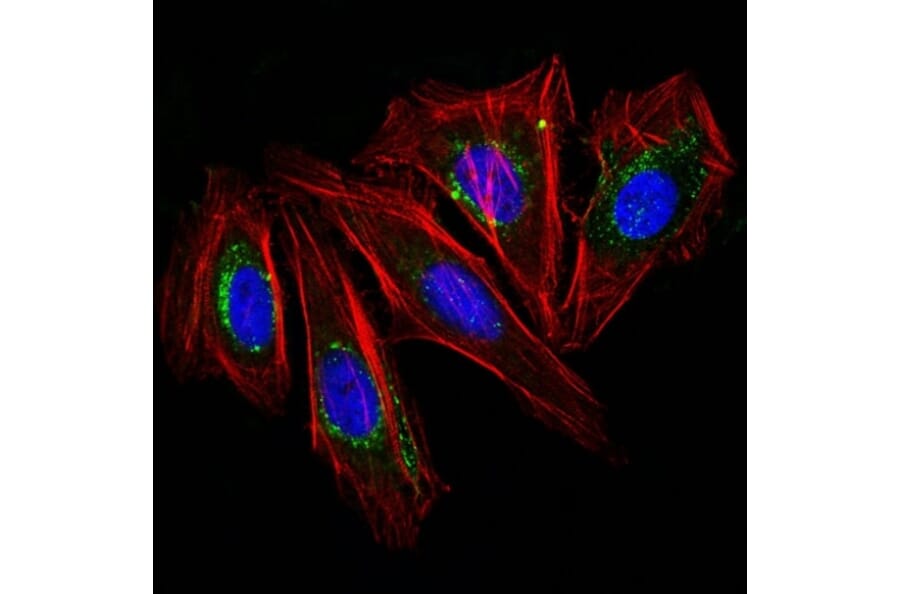 Immunofluorescence - Anti-CD63 Antibody [NKI/C3] (CF® 488) (A251166) - Antibodies.com