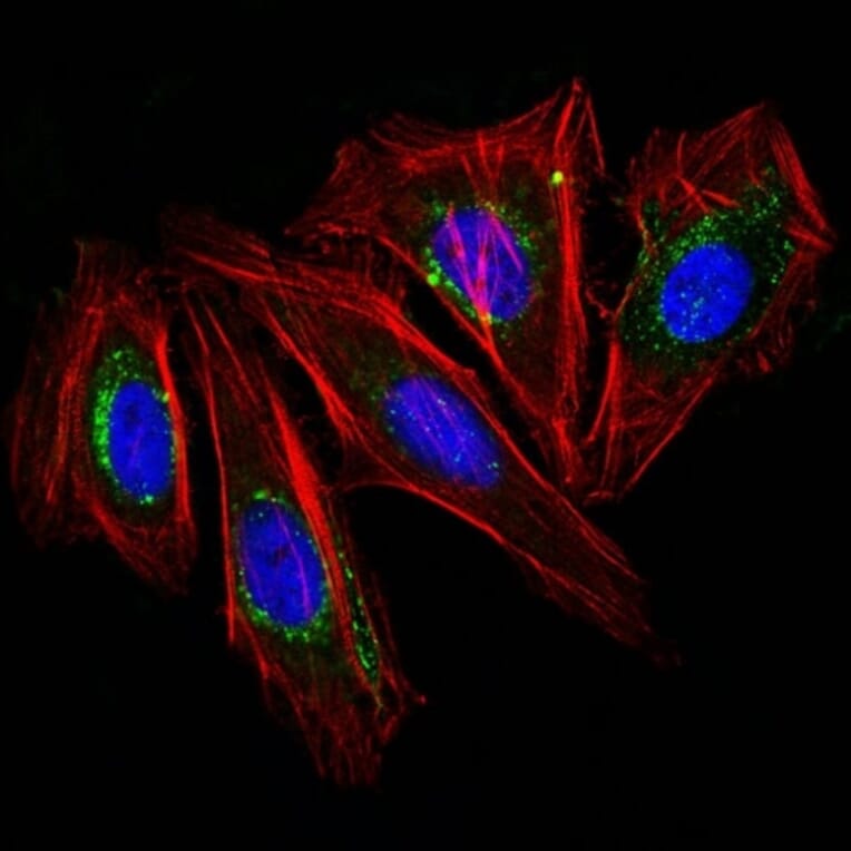 Immunofluorescence - Anti-CD63 Antibody [NKI/C3] (CF® 488) (A251166) - Antibodies.com
