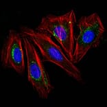 Immunofluorescence - Anti-CD63 Antibody [NKI/C3] (CF® 488) (A251166) - Antibodies.com