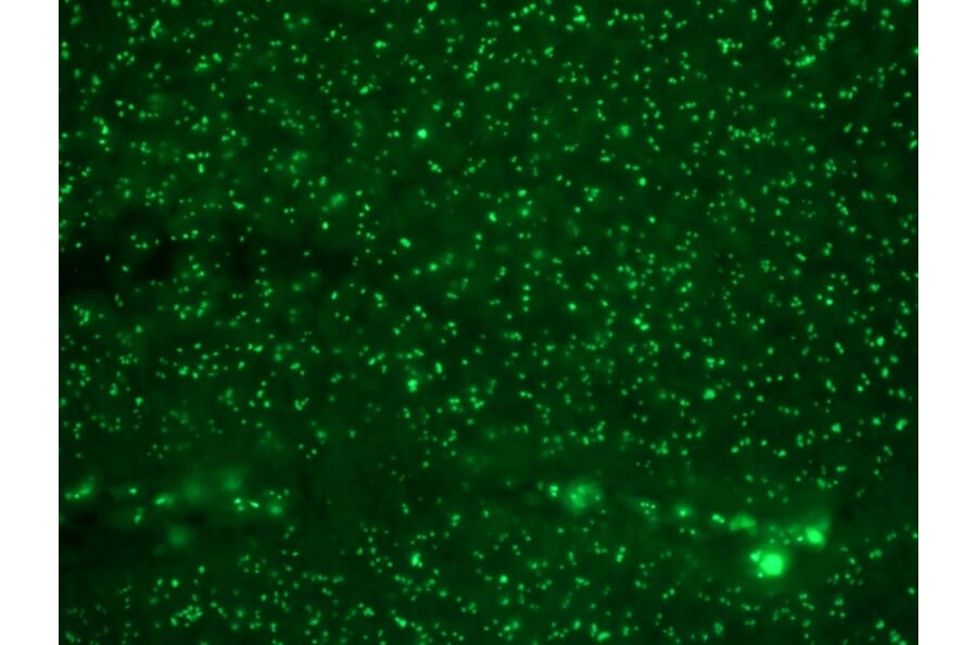 Immunohistochemistry - Anti-Human Nucleolar Antigen Antibody [NM95] (CF® 488) (A251175) - Antibodies.com