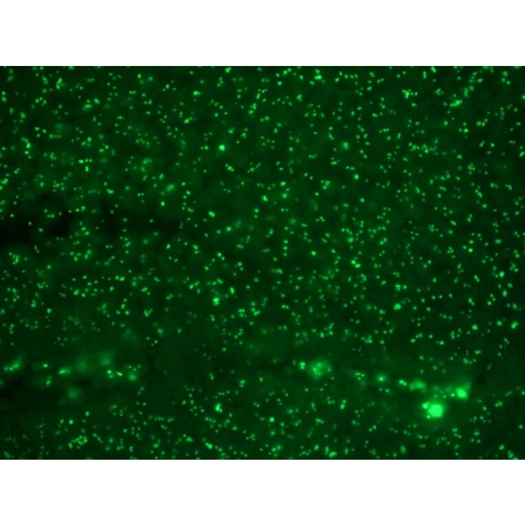 Immunohistochemistry - Anti-Human Nucleolar Antigen Antibody [NM95] (CF® 488) (A251175) - Antibodies.com