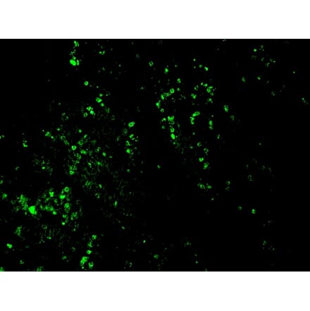 Immunohistochemistry - Anti-BrdU Antibody [BRD469] (CF® 488) (A251179) - Antibodies.com