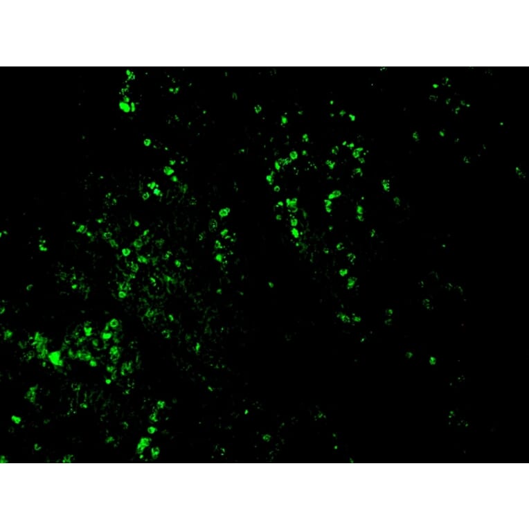 Immunohistochemistry - Anti-BrdU Antibody [BRD469] (CF® 488) (A251179) - Antibodies.com