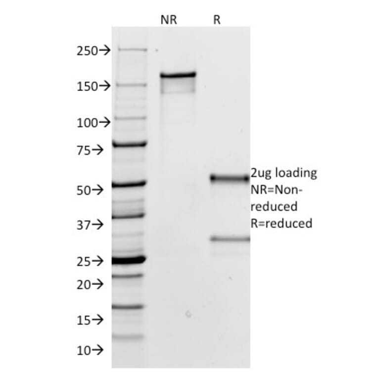 SDS-PAGE - Anti-Human IgG Heavy Chain Antibody [IG266] (CF® 488) (A251186) - Antibodies.com