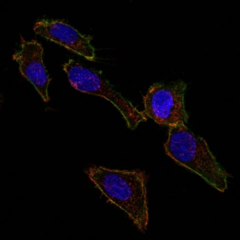 Immunofluorescence - Anti-EpCAM Antibody [EGP40/826] (CF® 488) (A251186) - Antibodies.com