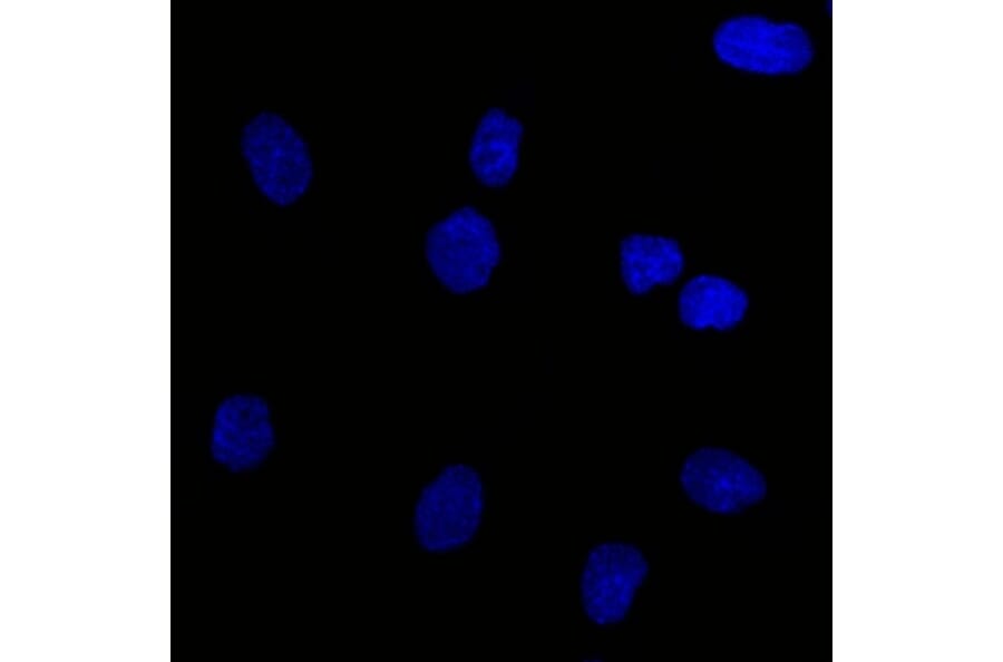 Immunofluorescence - Anti-EpCAM Antibody [EGP40/826] (CF® 488) (A251189) - Antibodies.com