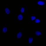 Immunofluorescence - Anti-EpCAM Antibody [EGP40/826] (CF® 488) (A251189) - Antibodies.com