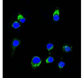 Immunofluorescence - Anti-Lambda Light Chain Antibody [HP6054] (CF® 488) (A251194) - Antibodies.com