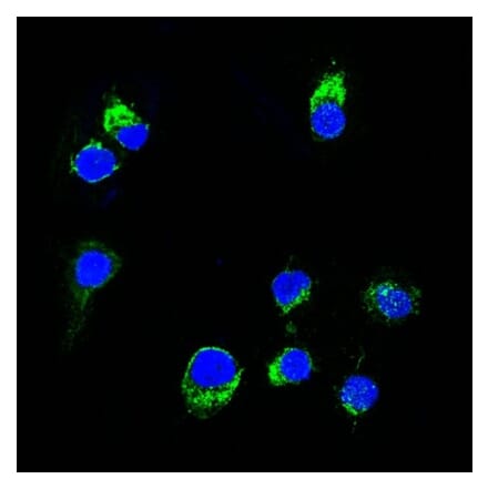 Immunofluorescence - Anti-Lambda Light Chain Antibody [HP6054] (CF® 488) (A251194) - Antibodies.com