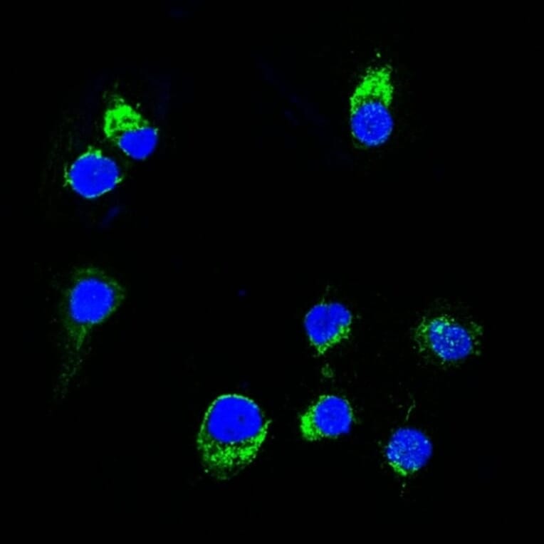 Immunofluorescence - Anti-Lambda Light Chain Antibody [HP6054] (CF® 488) (A251194) - Antibodies.com