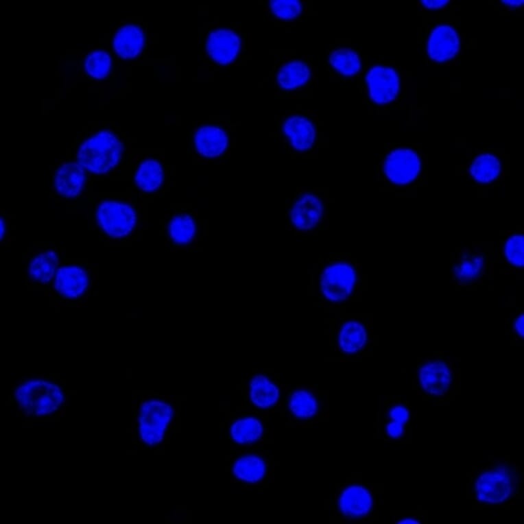 Immunofluorescence - Anti-Lambda Light Chain Antibody [HP6054] (CF® 488) (A251196) - Antibodies.com