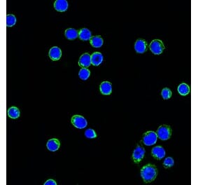 Immunofluorescence - Anti-Lambda Light Chain Antibody [LcN-2] (CF® 488) (A251196) - Antibodies.com