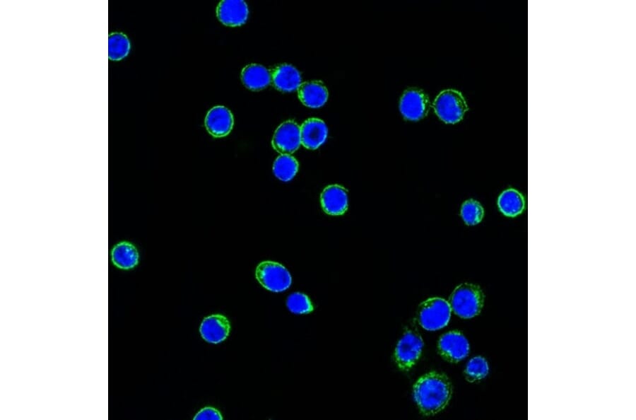 Immunofluorescence - Anti-Lambda Light Chain Antibody [LcN-2] (CF® 488) (A251196) - Antibodies.com
