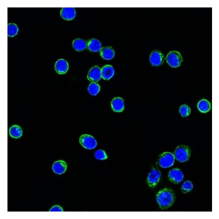 Immunofluorescence - Anti-Lambda Light Chain Antibody [LcN-2] (CF® 488) (A251196) - Antibodies.com