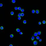 Immunofluorescence - Anti-Lambda Light Chain Antibody [LcN-2] (CF® 488) (A251196) - Antibodies.com