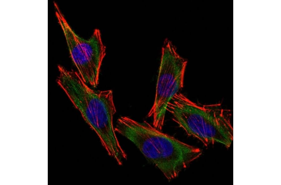 Immunofluorescence - Anti-S100 beta Antibody [S100B/1012] (CF® 488) (A251209) - Antibodies.com