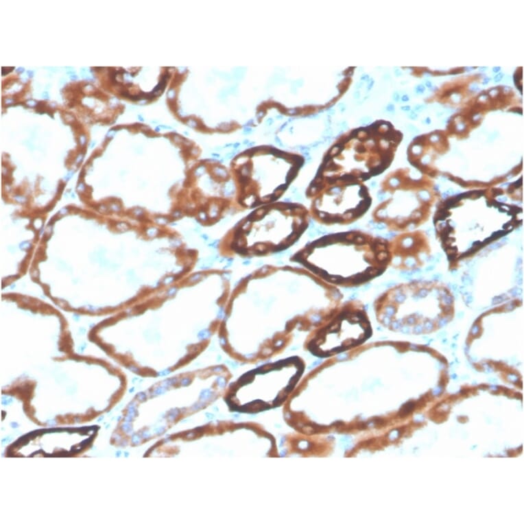Immunohistochemistry - Anti-Cadherin 16 Antibody [CDH16/2125] (Biotin) (A251213) - Antibodies.com