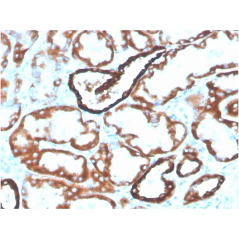 Immunohistochemistry - Anti-Cadherin 16 Antibody [CDH16/2125] (Biotin) (A251213) - Antibodies.com