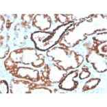 Immunohistochemistry - Anti-Cadherin 16 Antibody [CDH16/2125] (Biotin) (A251213) - Antibodies.com