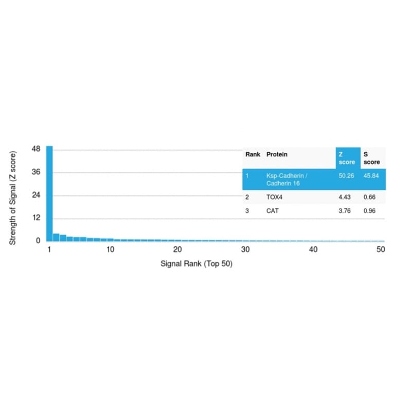 Protein Array - Anti-Cadherin 16 Antibody [CDH16/2125] (Biotin) (A251212) - Antibodies.com