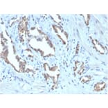 Immunohistochemistry - Anti-TIGIT Antibody [TIGIT/3106] (Biotin) (A251215) - Antibodies.com