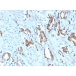 Immunohistochemistry - Anti-TIGIT Antibody [TIGIT/3106] (Biotin) (A251215) - Antibodies.com